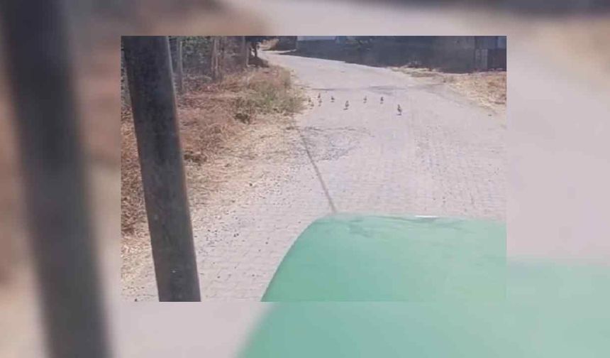 Yozgat'ta Yaban Çil Keklikler Köy Merkezine İndi