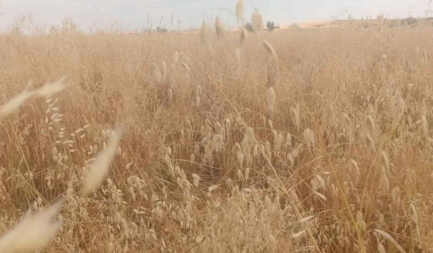 Yozgat'ta Yulaf Hasadı Başladı!