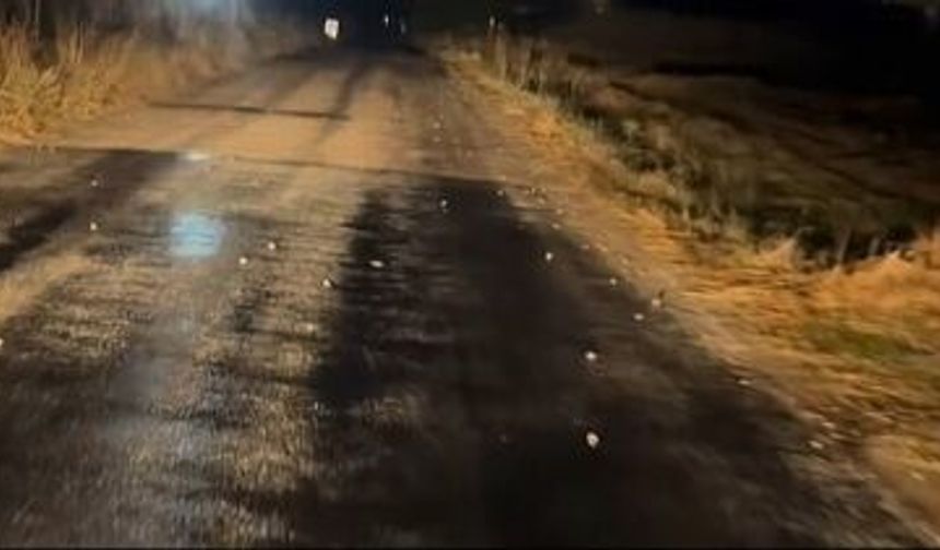 Yozgat Sarıkaya’da Sağanak Sonrası İlginç Manzara: Kurbağalar Yollara Akın Etti!