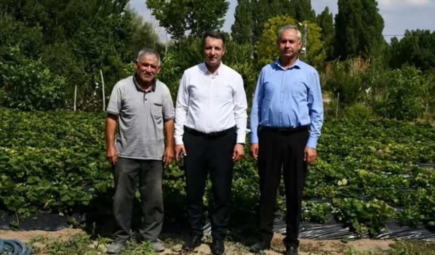 Yozgat Sorgun'da Çilek Üretimi Yerinde İncelendi