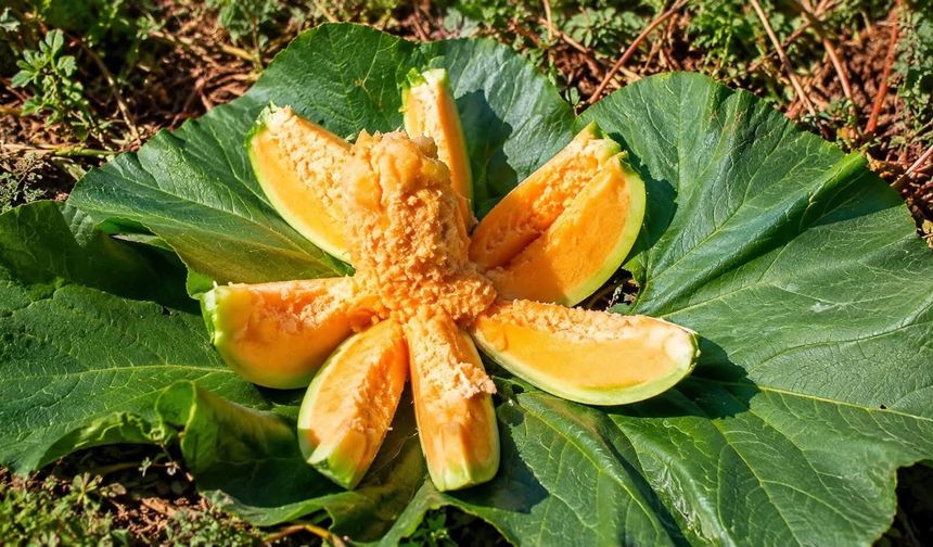 Yozgat'ın Tescilli Lezzetinde Hasat Zamanı!