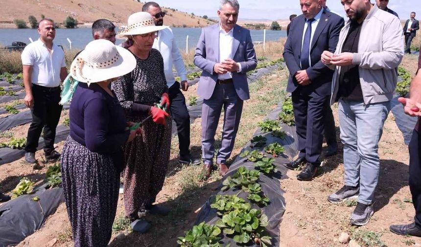 Yozgat’ta Çilek Üretimi Büyüyor: 150 Dekarlık Alanda 60 Kişiye İstihdam