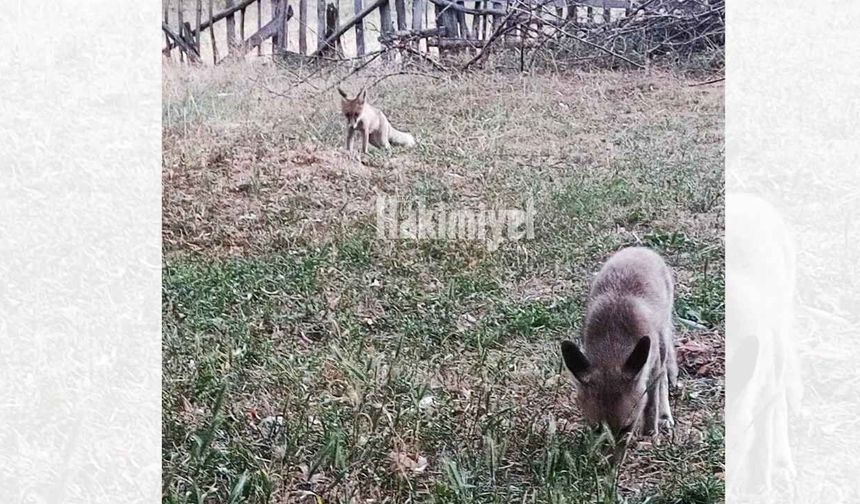 Yozgat'ta Şaşırtan Görüntüler: Tilkiler Köy Halkıyla Yaşıyor