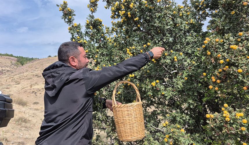 Sorgun Boğazcumafakılı'da Şifa Deposu Alıç Hasadı Başladı!