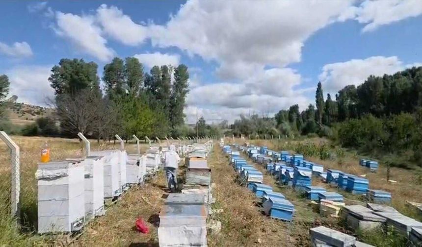 Yozgat’ta Arıcılara Büyük Destek: Hibe Destekli Kovan Dağıtılacak
