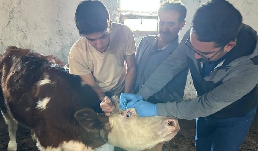 Kadışehri’nde Yeni Doğan Buzağılar ve Gebe İnekler Güvence Altında!