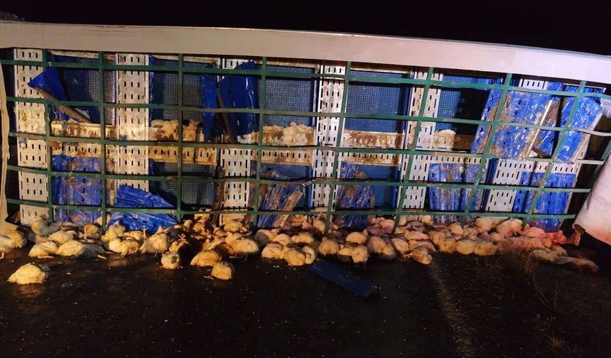 Yozgat’ta Yan Yatan Tır Yolu Kapattı: Sürücü Yaralandı, Yüzlerce Tavuk Telef Oldu!
