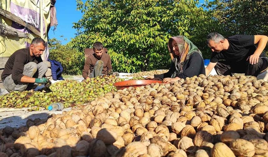 Yozgat İçin Ceviz Vakti: Hasat Başladı