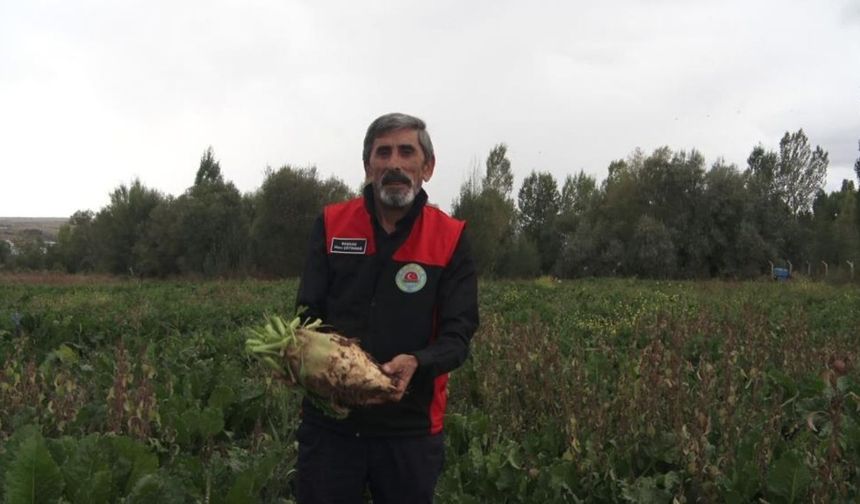 Yozgat’a Sivas’tan Şeker Pancarı Sevkiyatı! 800 Bin Tonluk Üretim Bekleniyor