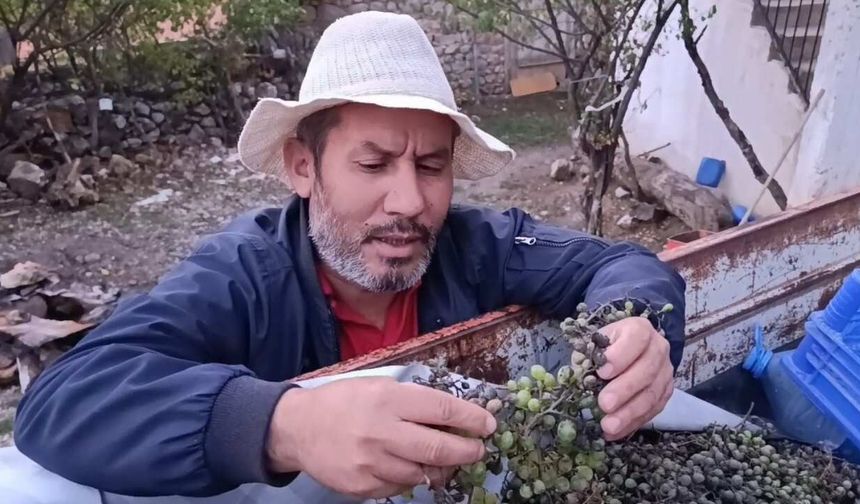 Yozgat Kuruçay Köyü’nde Bağları Sam Vurdu! Rekolte Yarı Yarıya Düştü