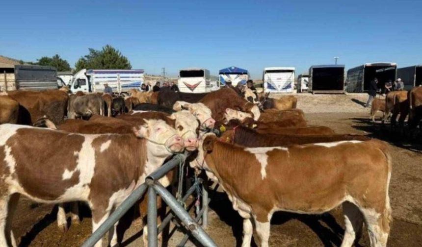 Yozgat’ta Besicilere Müjde: Hayvan Pazarları Yeniden Hizmete Açıldı!