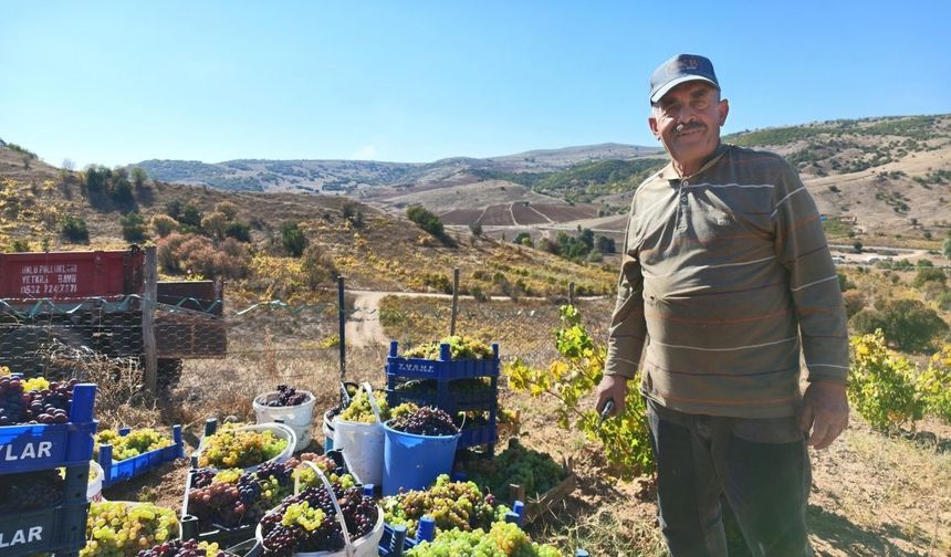 Yozgat’ta Hasat İçin Son Bir Hafta! Üzümler Bakın Nasıl Pekmeze Dönüşüyor