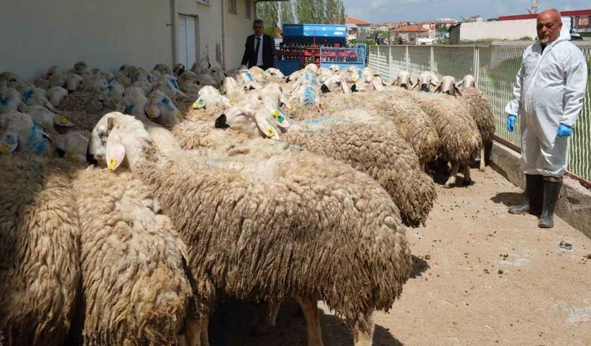 Yozgat'ta Hayvancılığa Destekler Aralıksız Devam Ediyor
