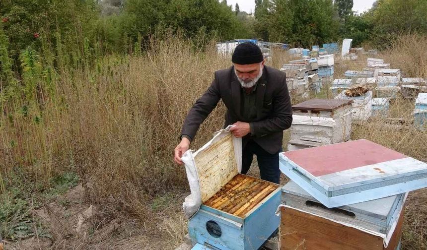 Yozgat'ta İlaç Kullanmadan Bal Üretildi! Kenevir Arı Hastalıklarına Kalkan Oldu