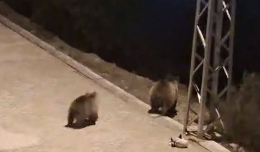 Yozgat’ta Yaban Hayatı Şehre İndi: Mahalle Sakinleri Korku Dolu Anlar Yaşadı!
