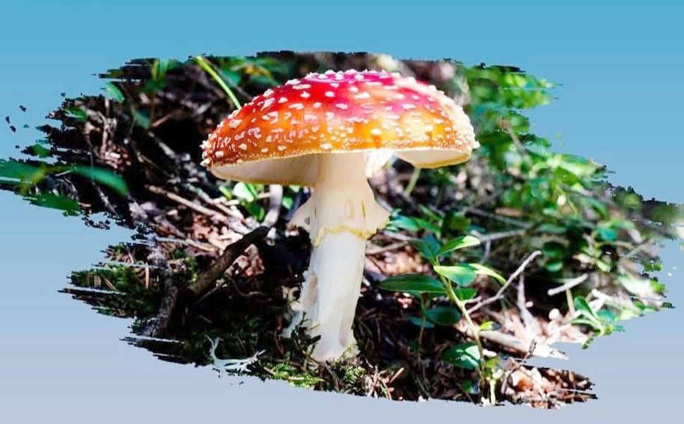 Zehirli mantar uyarısı!