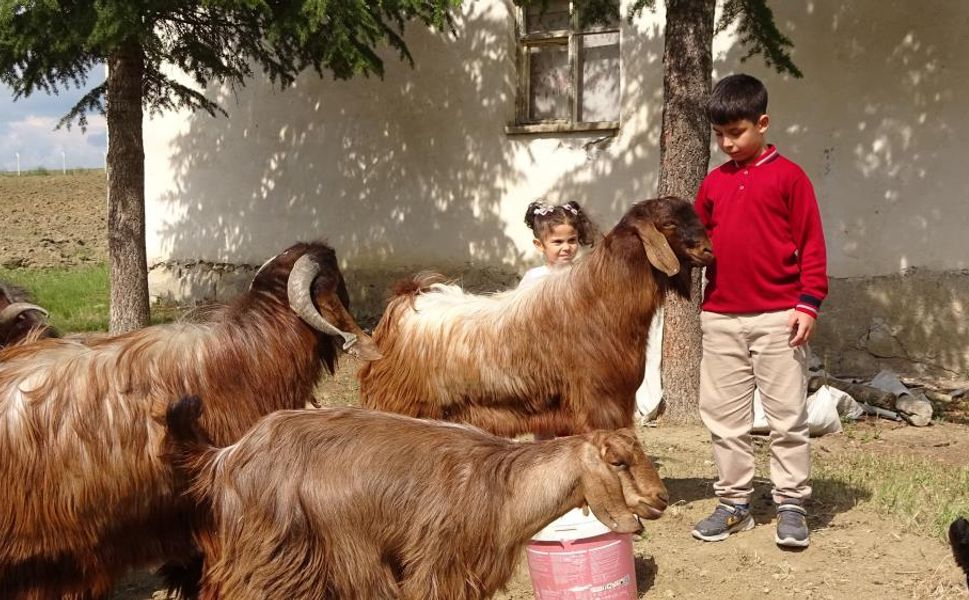 EMİR ALİ'DEN YAŞITLARINA ÖRNEK DERS ÇOBANLIK YAPIP TÜRKİYE'NİN GÖZDESİ OLDU!
