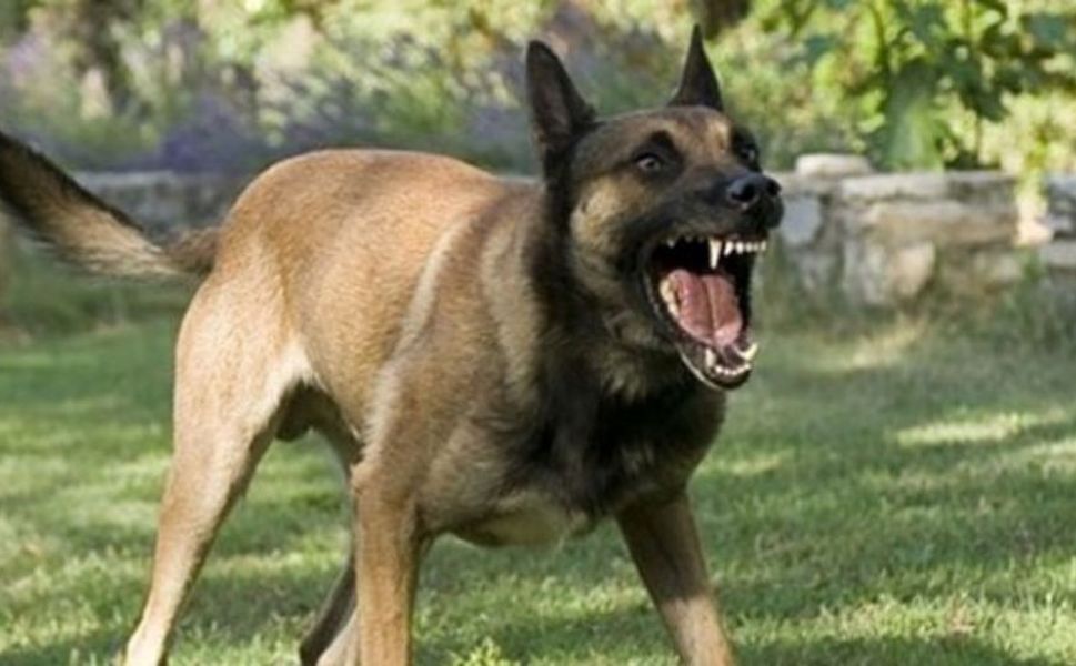 Sokak Köpekleri İçin 81 İlde Yeni Dönem! Denetimler Başlıyor