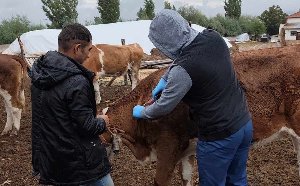 Yozgat’ta Şap Aşılama Kampanyası Hız Kesmeden Devam Ediyor