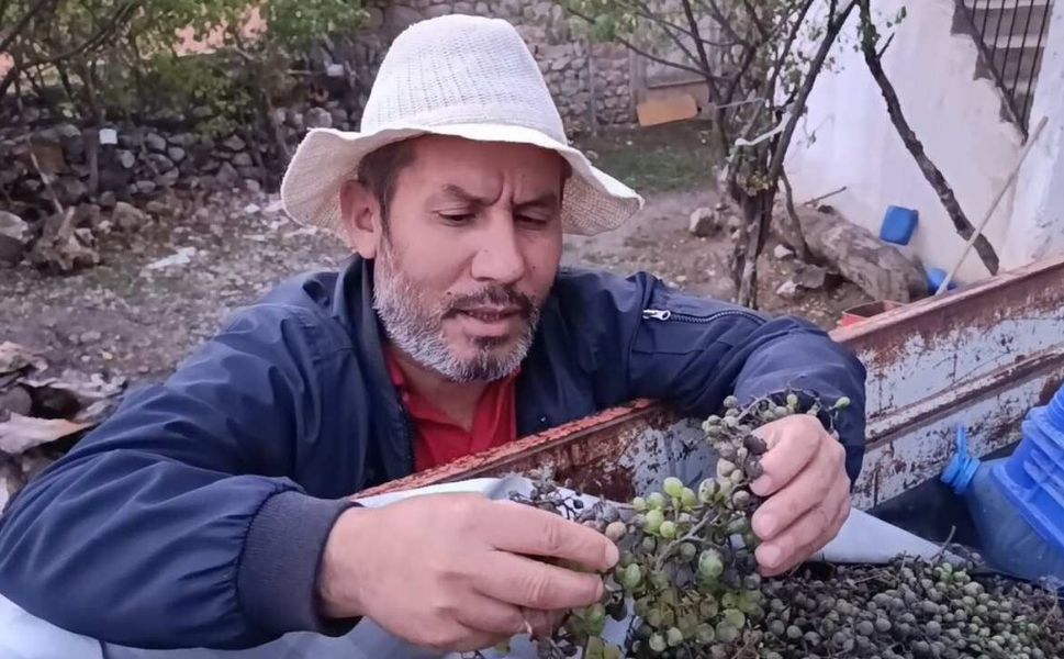 Yozgat Kuruçay Köyü’nde Bağları Sam Vurdu! Rekolte Yarı Yarıya Düştü