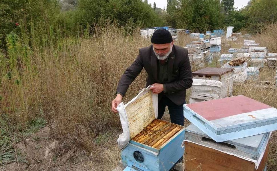 Yozgat'ta İlaç Kullanmadan Bal Üretildi! Kenevir Arı Hastalıklarına Kalkan Oldu