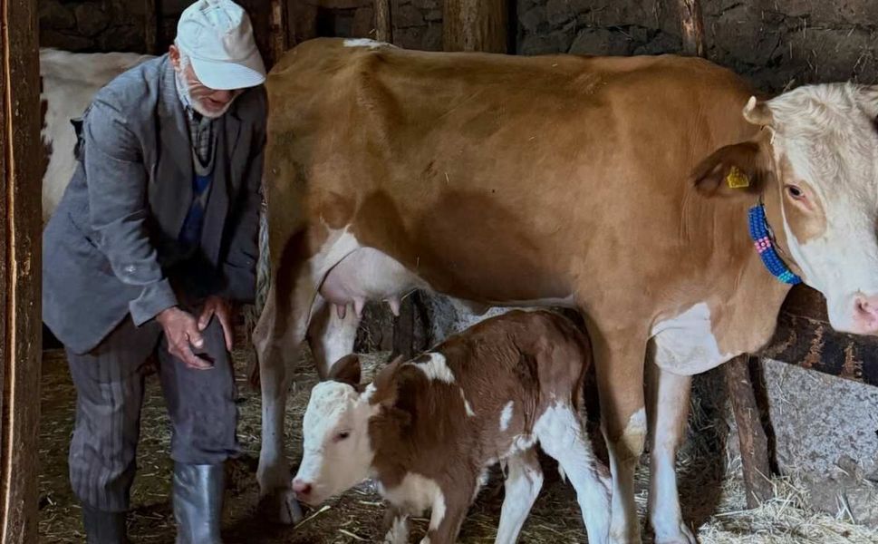 Yozgat’ta ORKÖY Desteği: Üreticilere Süt Sığırcılığı ve Süt Koyunculuğu Desteği