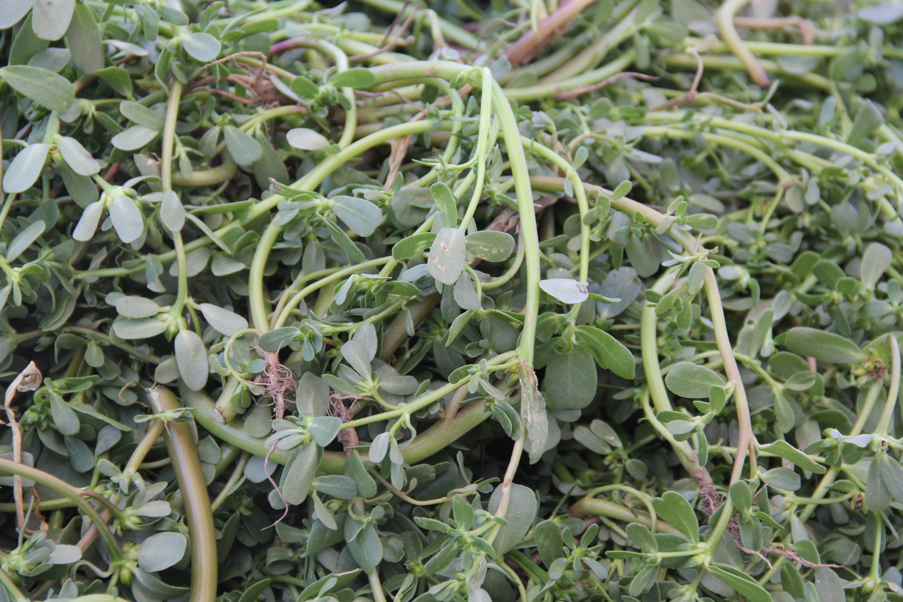 Makyajdan Vazgeçiren Şifa (2)