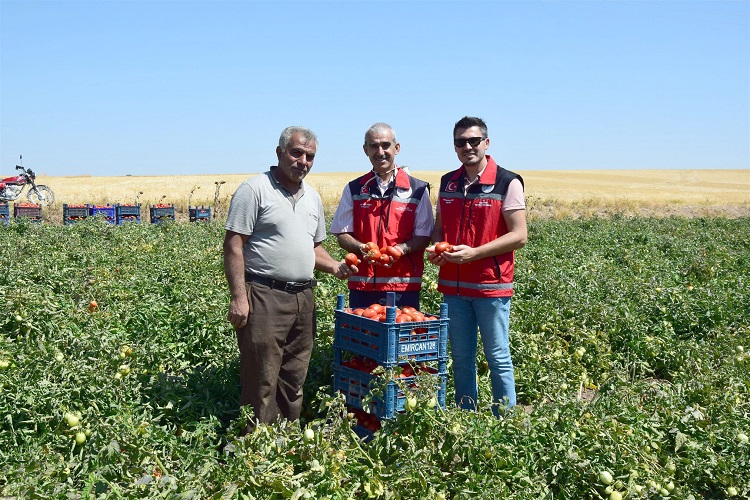 Mikoriza Mantarı Verimi Yüzde 30 Artırdı