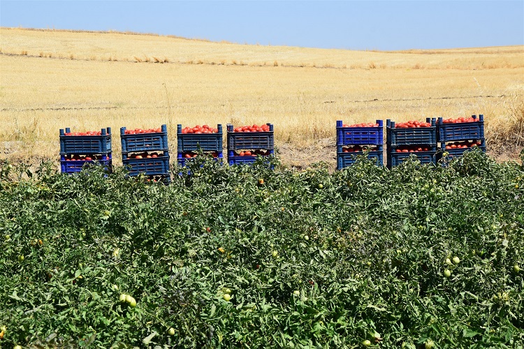 Mikoriza Mantarı Verimi Yüzde 30 Artırdı5