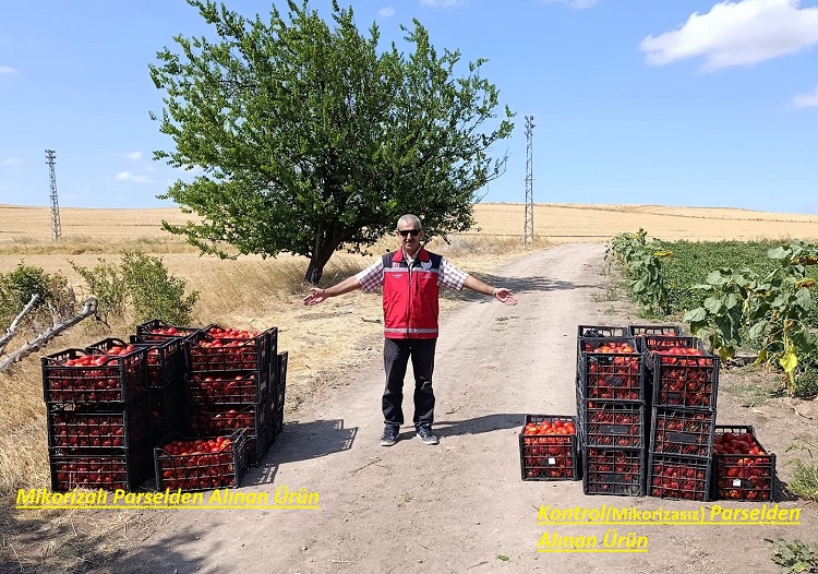 Mikoriza Mantarı Verimi Yüzde 30 Artırdı6