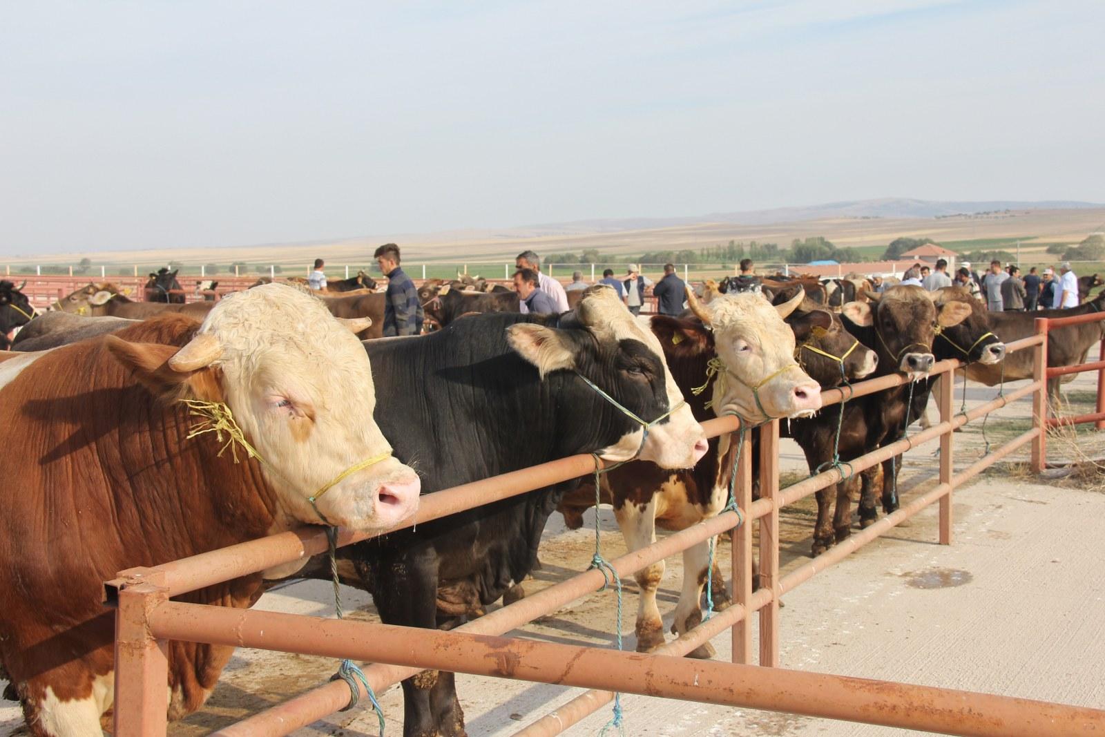 Sarıkaya Türkiye’de Ilk 5’E Aday (3)