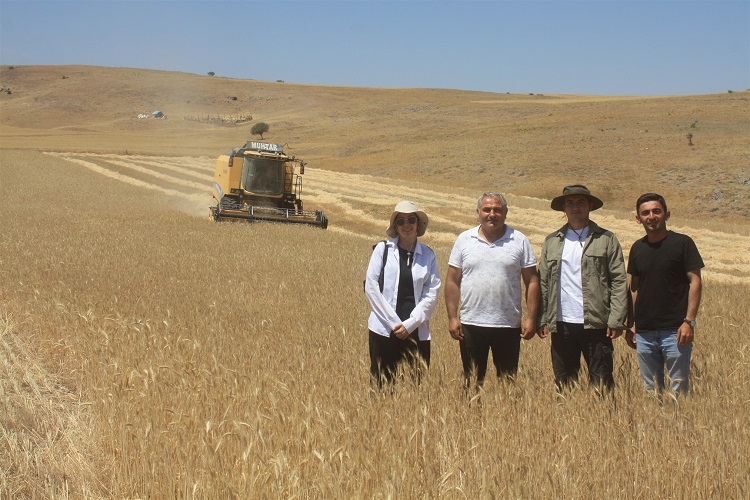 Toprak İşlemesiz Tarım Hasatları Yüz Güldürdü-1