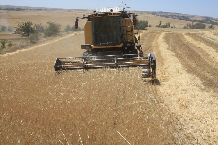 Toprak İşlemesiz Tarım Hasatları Yüz Güldürdü2