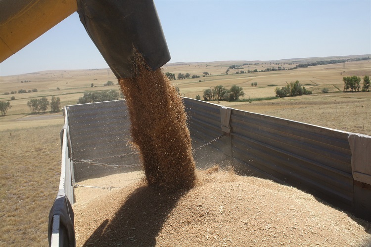 Toprak İşlemesiz Tarım Hasatları Yüz Güldürdü4