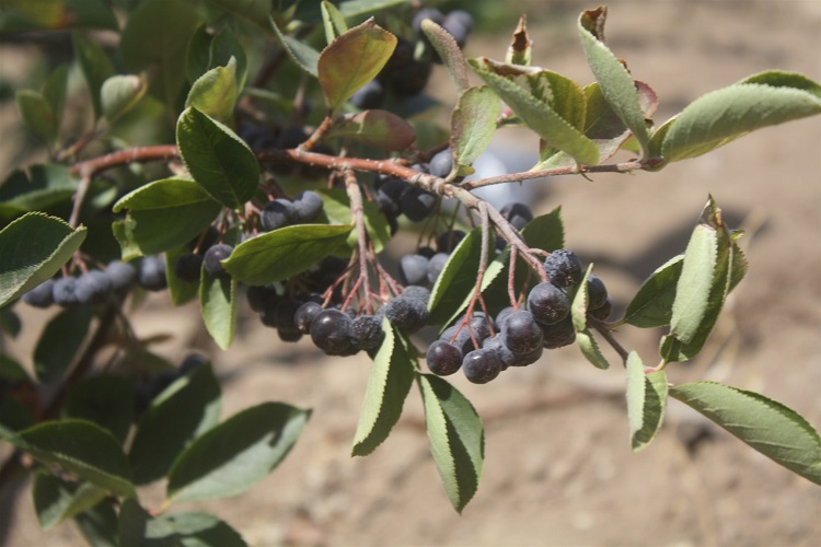 Yozgat'ta 'Güç Meyvesi' Aronya'nın İkinci Hasadı Gerçekleşti1