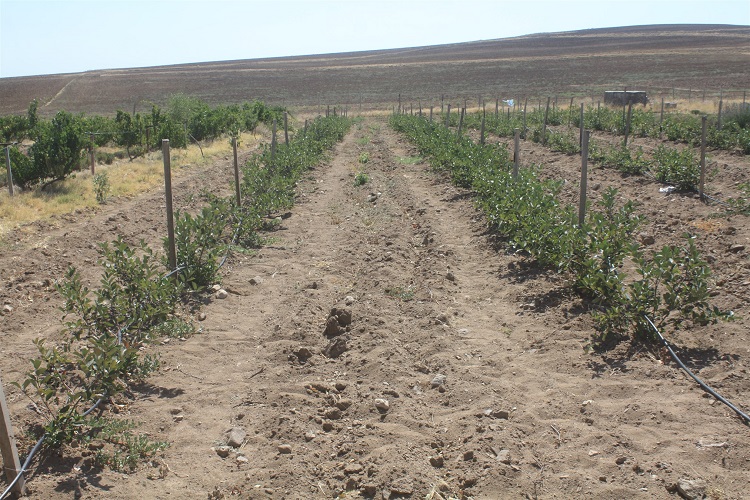 Yozgat'ta 'Güç Meyvesi' Aronya'nın İkinci Hasadı Gerçekleşti2