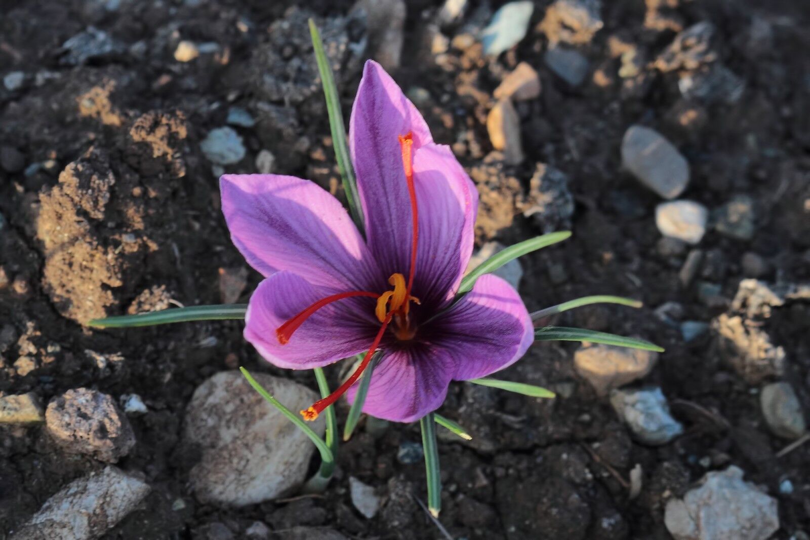 1576890049916 Turkiye Yaban Hayat