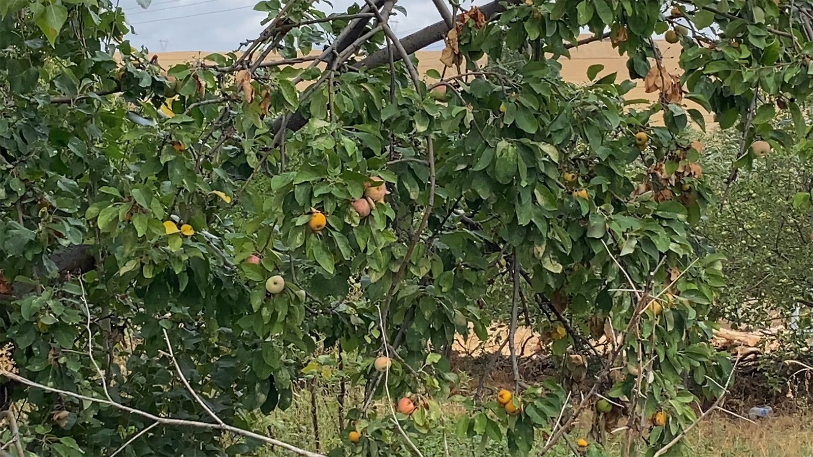 1Cd42D0E 5B98 4879 B18C Ea14919Bbef4