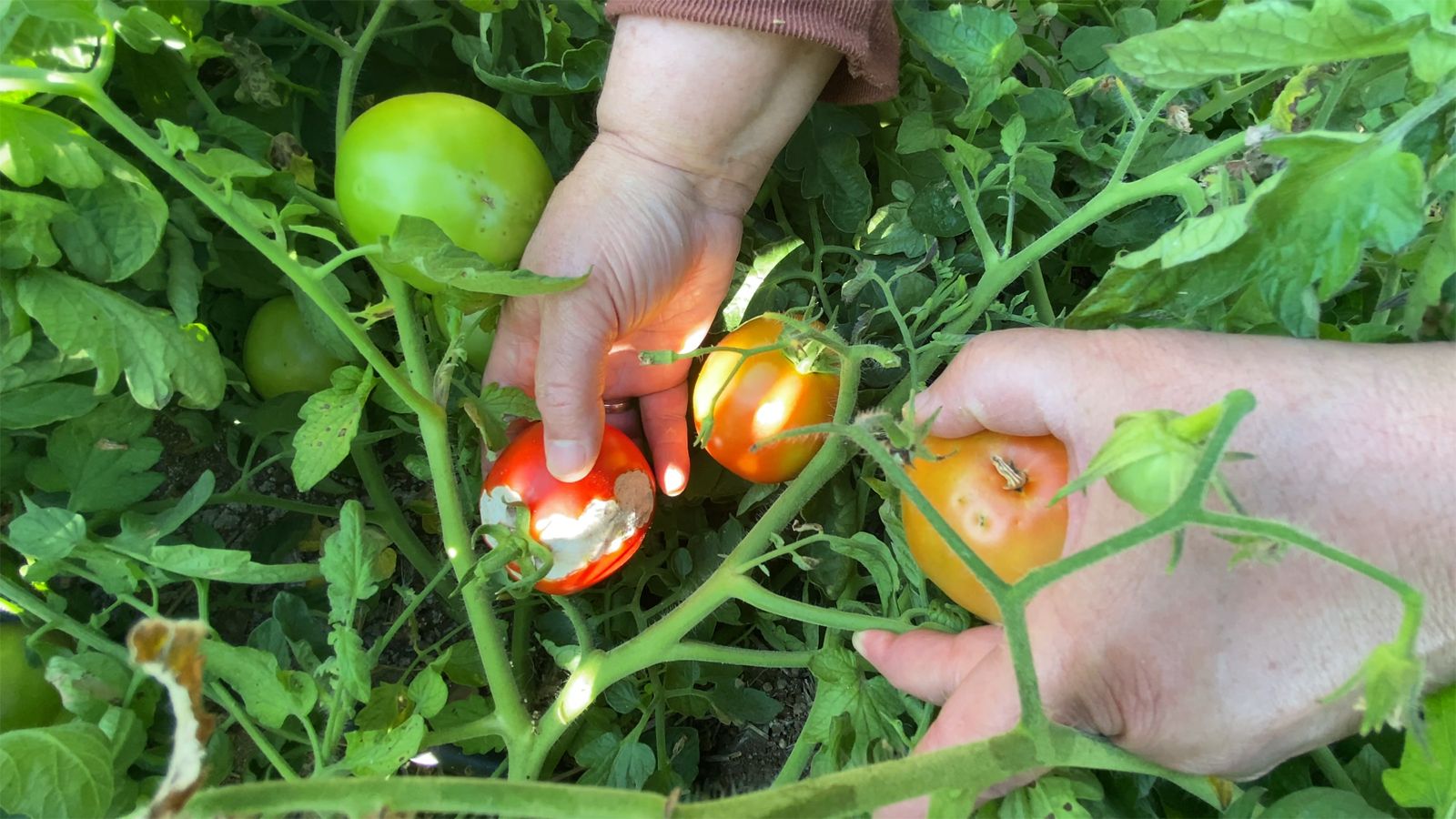 24C5037C C162 4299 8465 93494C778732