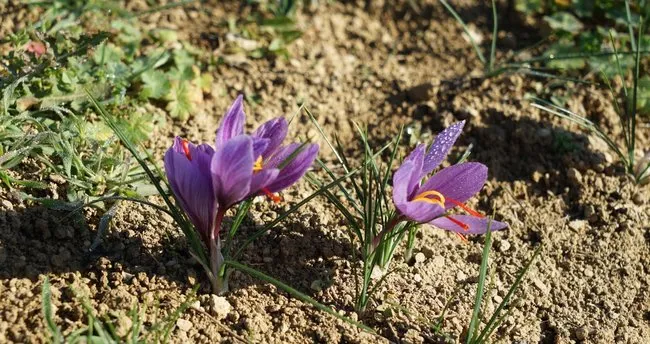 650X344 Muglali Kadin Ureticiler Safranin Anavataninda 1636379450220