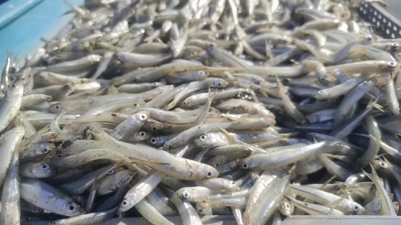 Bozkırın Ortasında Çekerek’ten Avrupa’ya Balık İhracatı