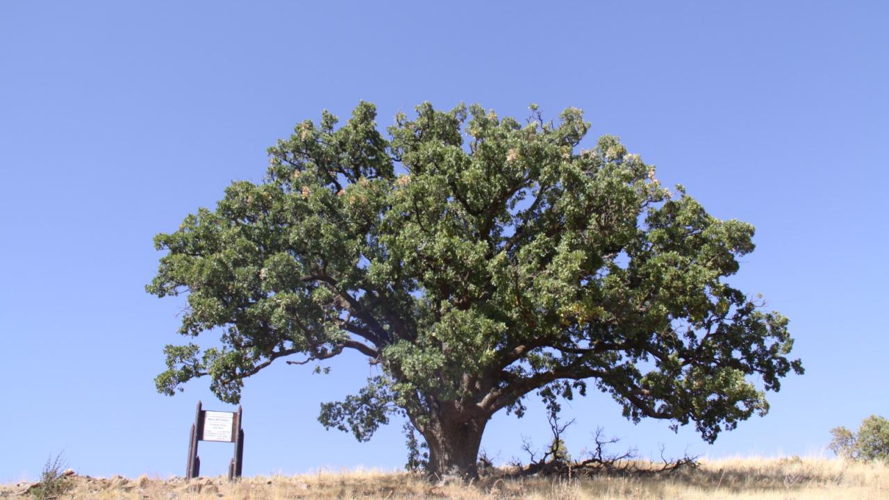 Anit Agaclar Aa 1705860