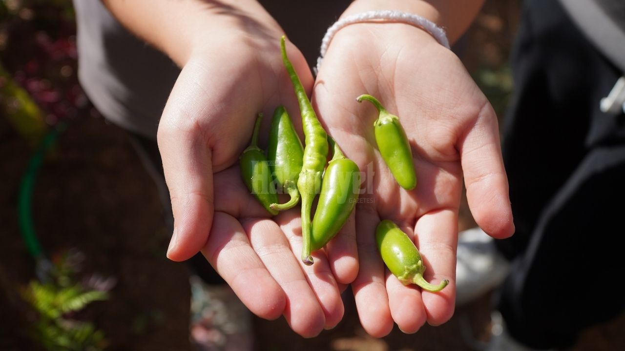 Ata Tohumları Yozgat'ta Filizleniyor Toprakla Buluşan Öğrenciler Üretiyor3