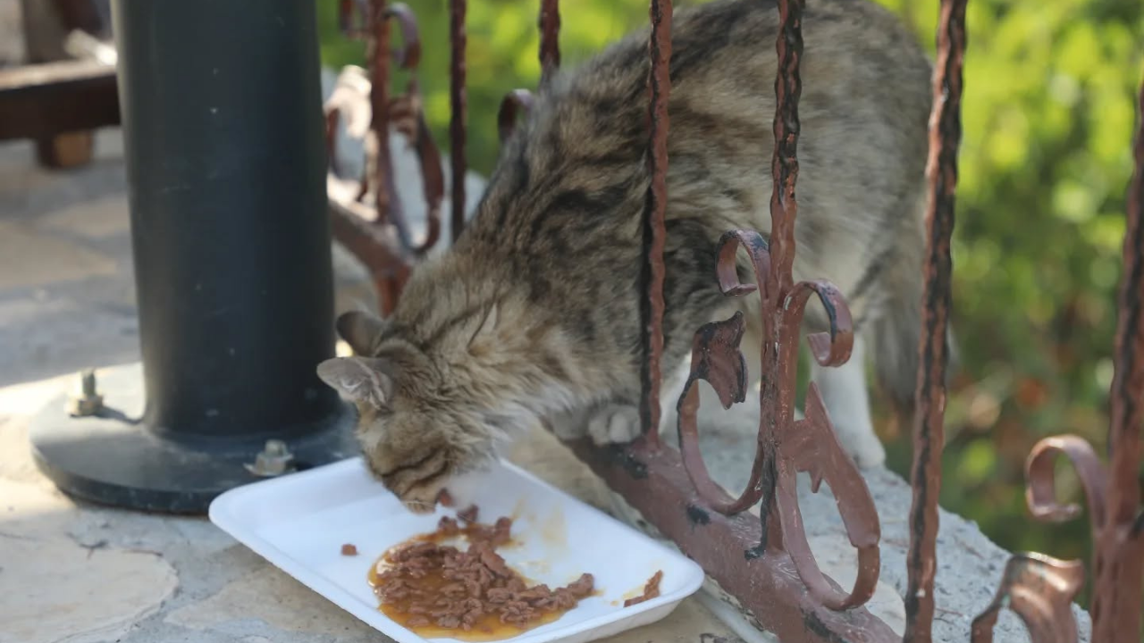 Başkan İnce Can Dostlarını Unutmadı (3)