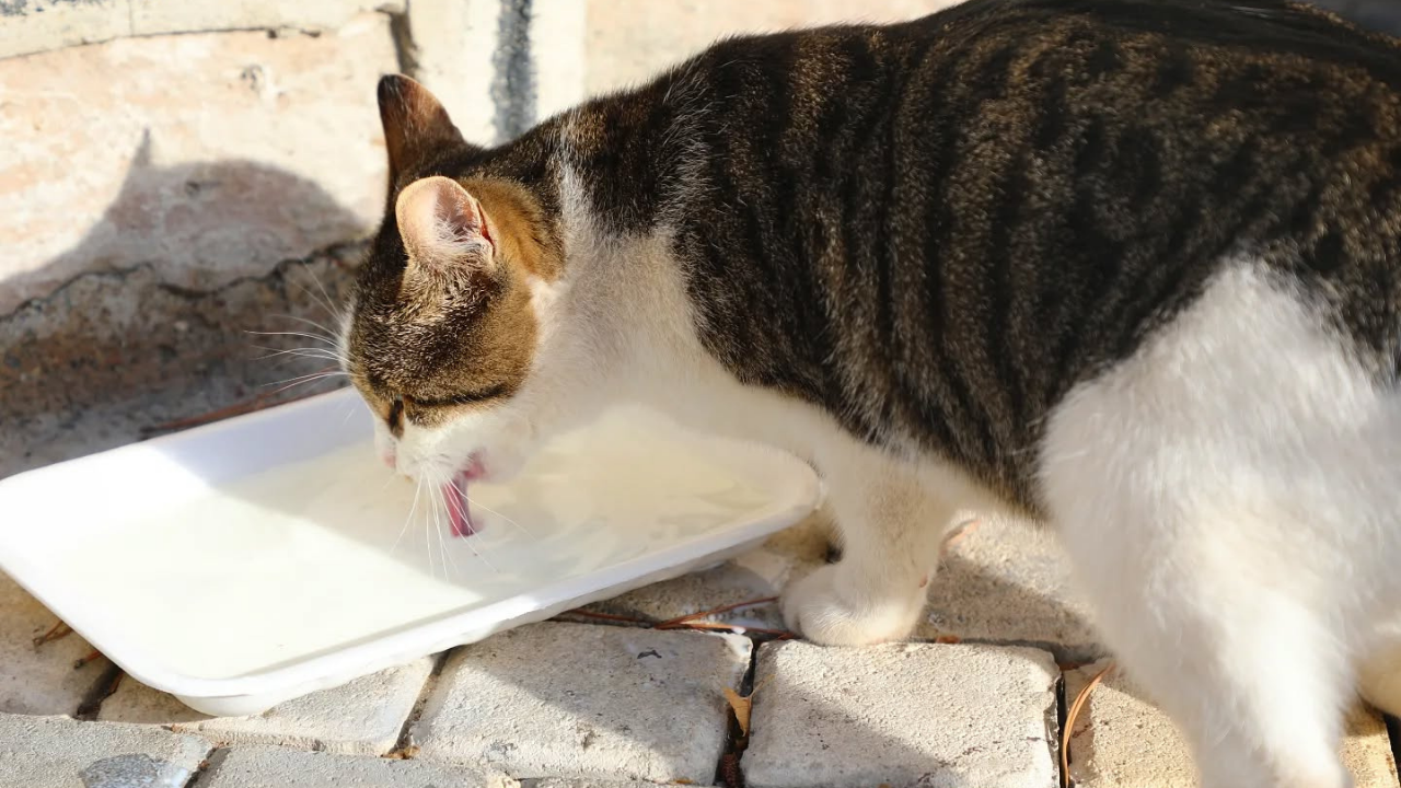 Başkan İnce Can Dostlarını Unutmadı (4)