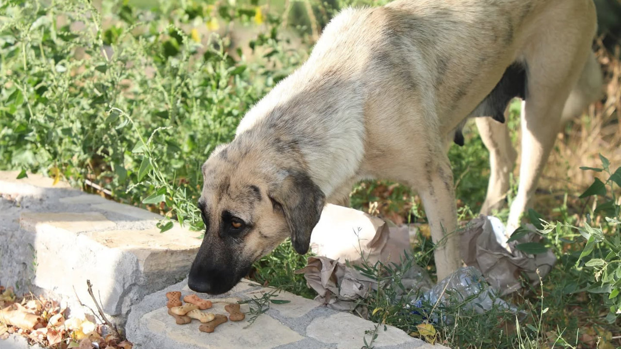 Başkan İnce Can Dostlarını Unutmadı