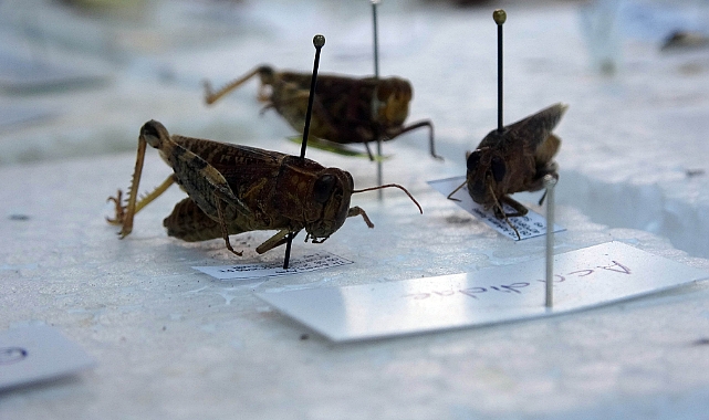 Bocek Muzesinde 4 Bin Bocek Turu Sergileniyor 3620 1