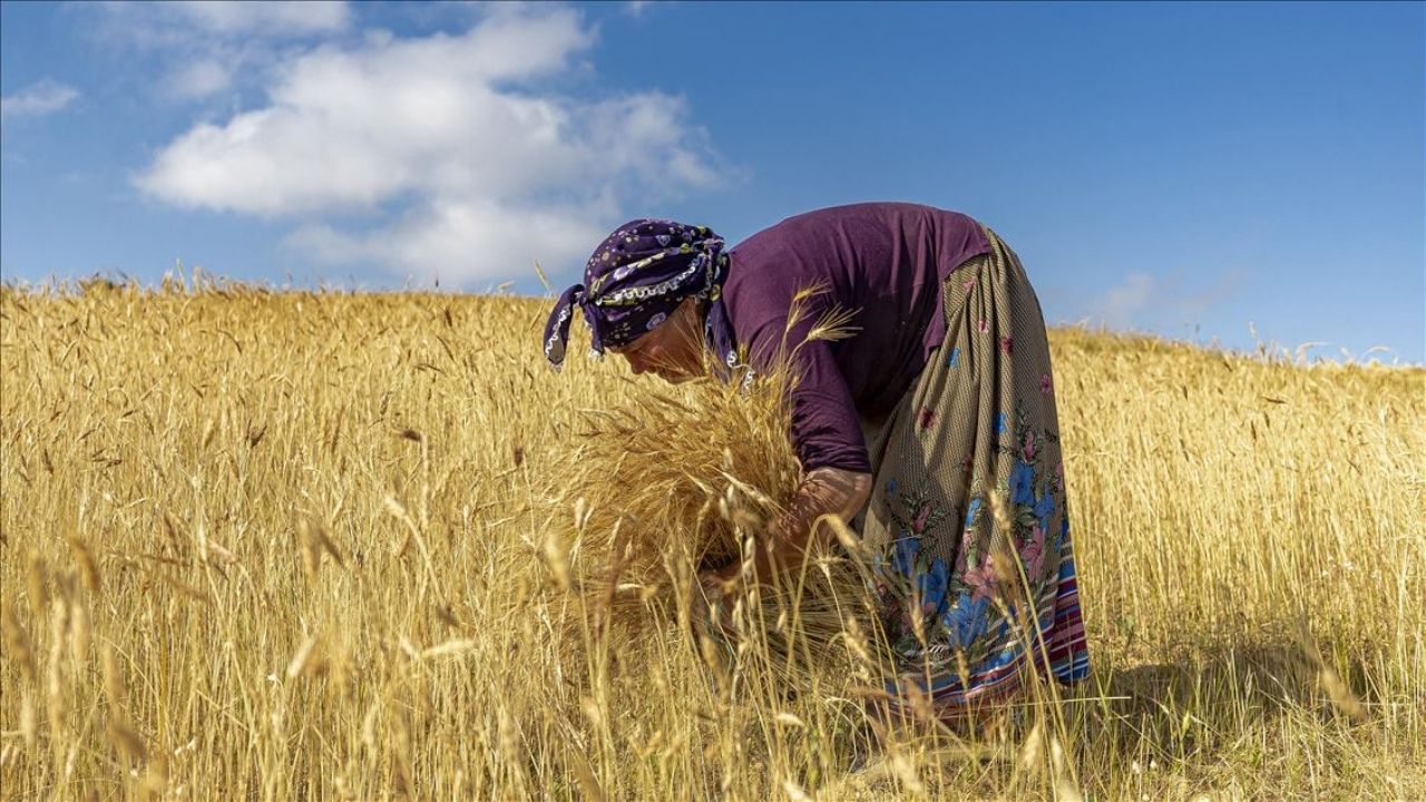 Çitçiyi Üzen Haber Geldi (3)