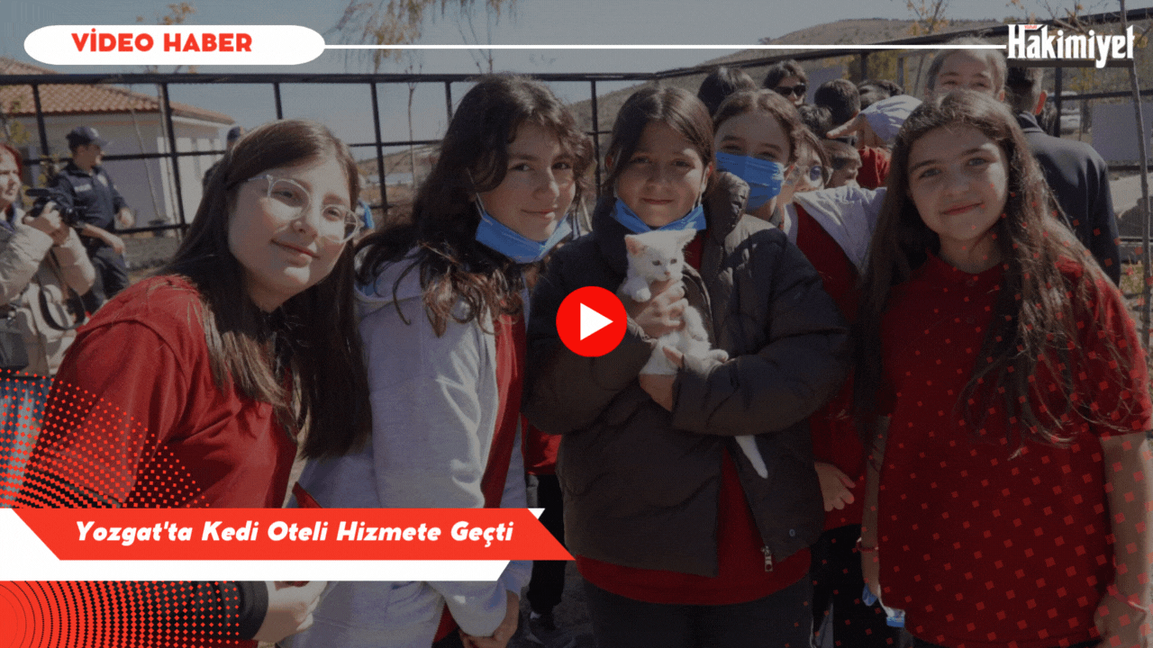 Yozgat'ta Kedi Oteli Hizmete Geçti