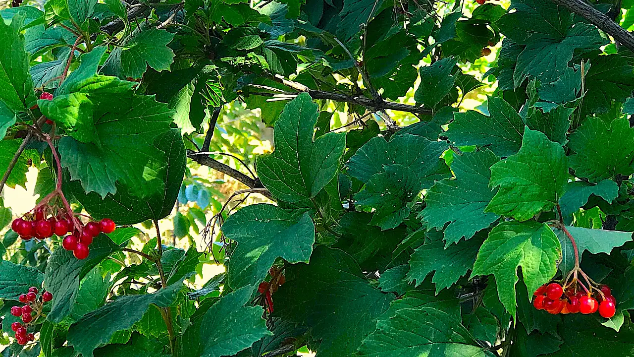 Gilaburu Nasil Saklanir Nasil 1722942228 Tfg Irk